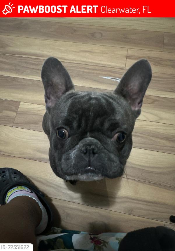Lost Male Dog last seen Glenwood ave clearwater florida , Clearwater, FL 33765