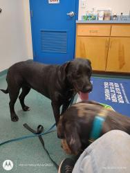 Lost Female Dog last seen Sandy Creek Church Road , Staley, NC 27355