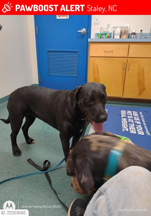 Lost Female Dog last seen Sandy Creek Church Road , Staley, NC 27355