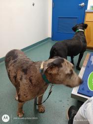 Lost Female Dog last seen Sandy Creek Church Road , Staley, NC 27355
