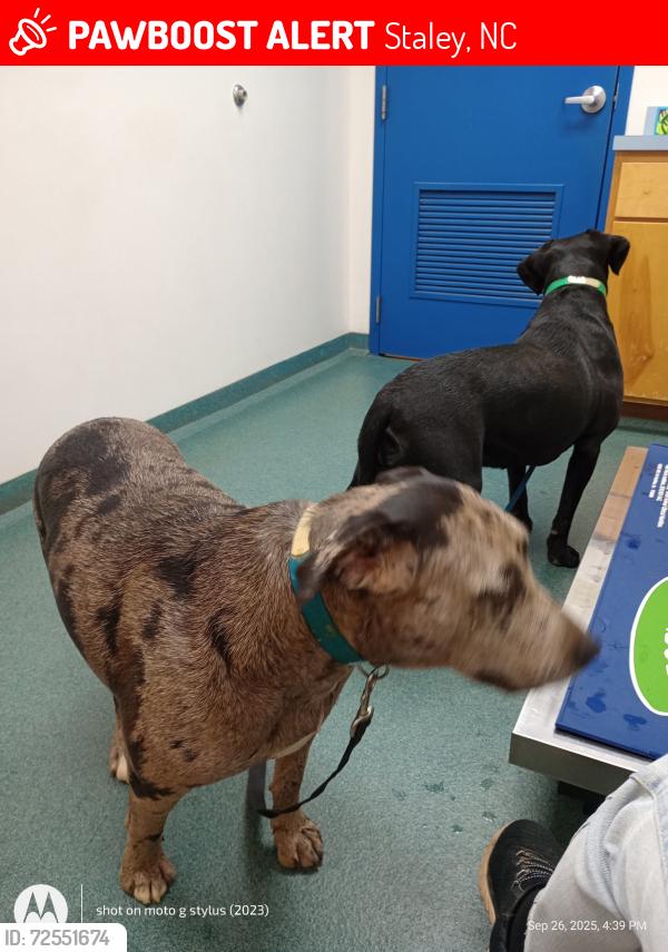 Lost Female Dog last seen Sandy Creek Church Road , Staley, NC 27355