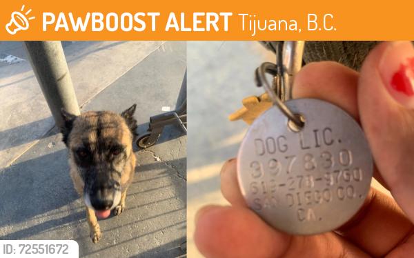 Found/Stray Female Dog last seen Col. El Florido, Tijuana, B. C., Tijuana, B.C. 92154