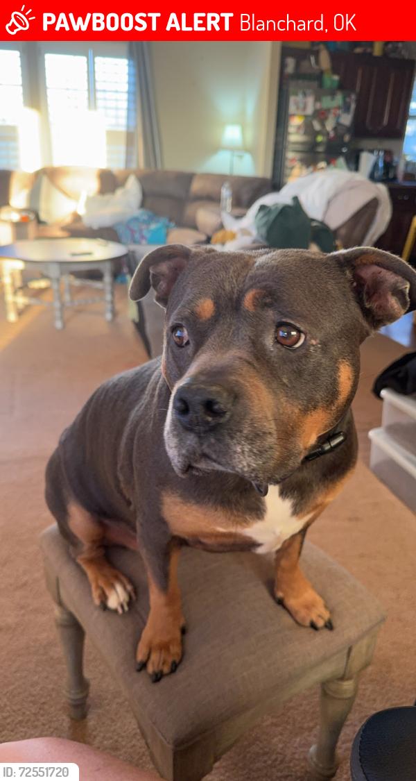 Lost Female Dog last seen Near May Ave, Blanchard OK, Blanchard, OK 73010