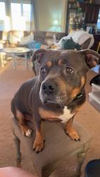 Lost Female Dog last seen Near May Ave, Blanchard OK, Blanchard, OK 73010