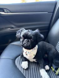 Lost Male Dog last seen Main st fiesta parking lot, Houston, TX 77004