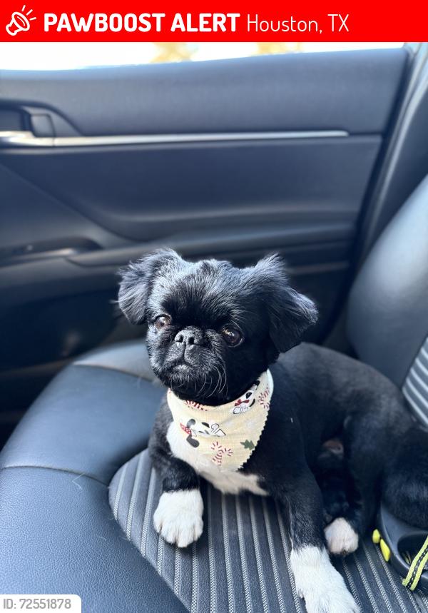 Lost Male Dog last seen Main st fiesta parking lot, Houston, TX 77004