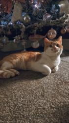Lost Male Cat last seen Albert road farnworth, Farnworth, England BL4 9HU