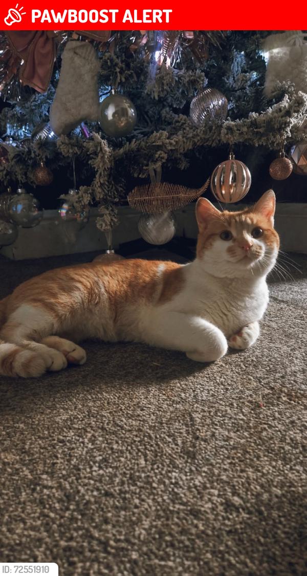 Lost Male Cat last seen Albert road farnworth, Farnworth, England BL4 9HU