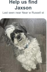 Lost Male Dog last seen I’m not sure dog sitter had him., Philadelphia, PA 19140