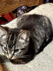 Lost Female Cat last seen Near ne Franklin st Camas washington , Camas, WA 98607