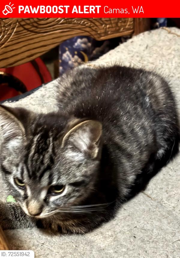 Lost Female Cat last seen Near ne Franklin st Camas washington , Camas, WA 98607