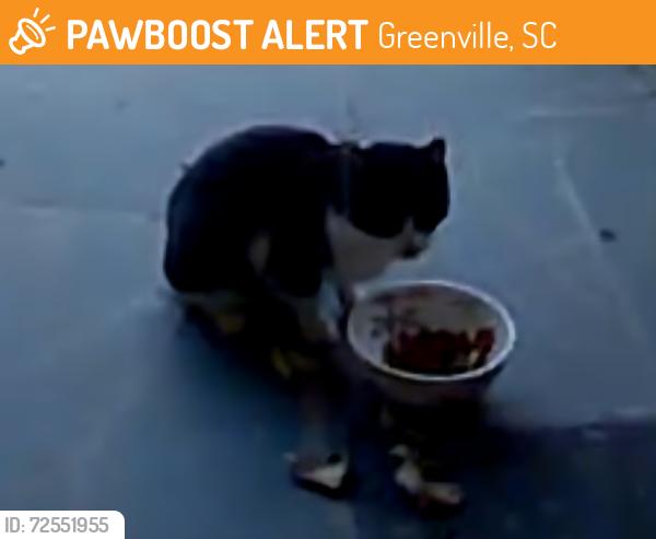 Found/Stray Unknown Cat last seen Near the zoo, Greenville, SC 29607