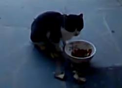 Found/Stray Unknown Cat last seen Near the zoo, Greenville, SC 29607