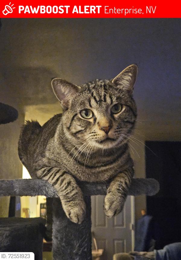 Lost Male Cat last seen Poppy Plant & Pyle, Enterprise, NV 89141