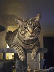 Lost Male Cat last seen Poppy Plant & Pyle, Enterprise, NV 89141