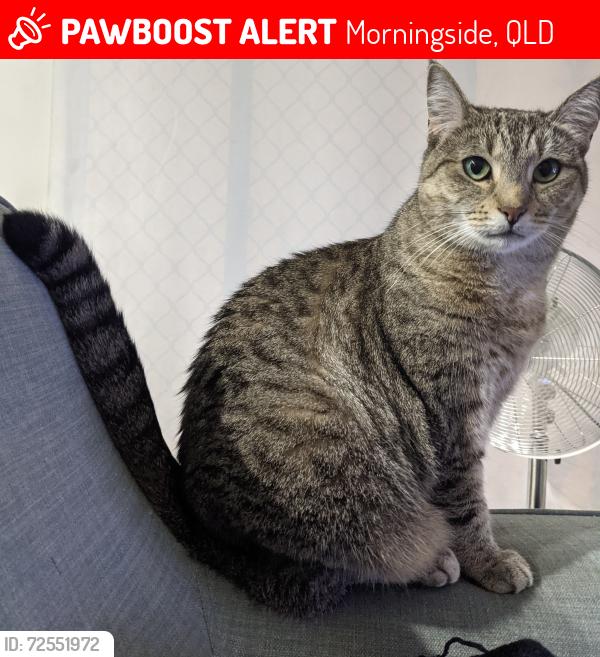 Lost Female Cat last seen Ayr st & Richmond rd, down from Morningside train station. , Morningside, QLD 4170