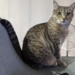 Lost Female Cat last seen Ayr st & Richmond rd, down from Morningside train station. , Morningside, QLD 4170
