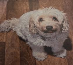 Lost Male Dog last seen Newcomb Ave between Keith St. And Lane St., San Francisco, CA 94124