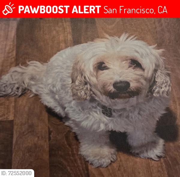 Lost Male Dog last seen Newcomb Ave between Keith St. And Lane St., San Francisco, CA 94124