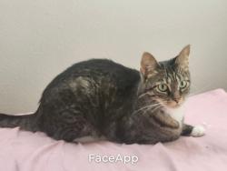 Lost Female Cat last seen Near saintsbury glen, San Diego, CA 92127