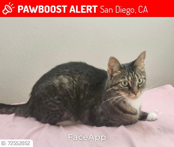 Lost Female Cat last seen Near saintsbury glen, San Diego, CA 92127