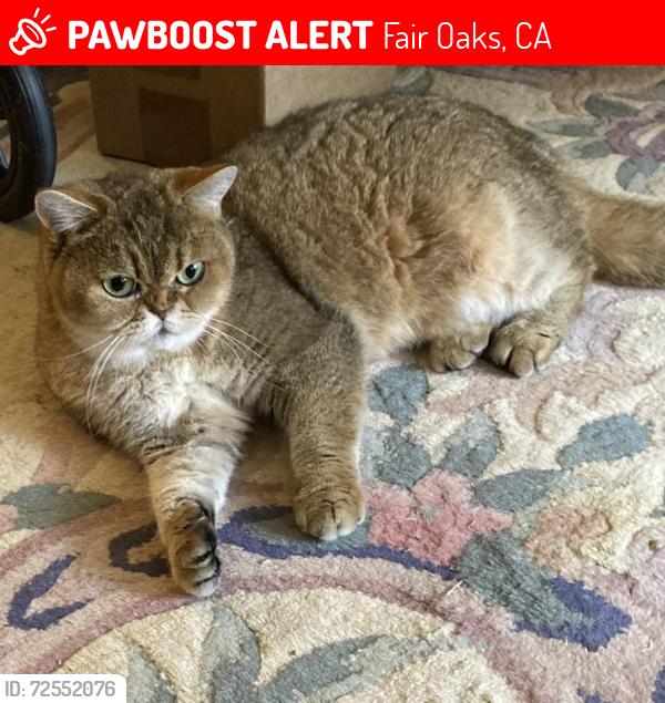 Lost Female Cat last seen Archer Ave, Fair Oaks, CA 95628
