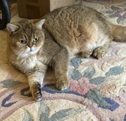 Lost Female Cat last seen Archer Ave, Fair Oaks, CA 95628