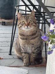 Lost Male Cat last seen Danbury subdivision a mile from Koka Booth Amphitheatre Booth Amphitheatre, Cary, NC 27518