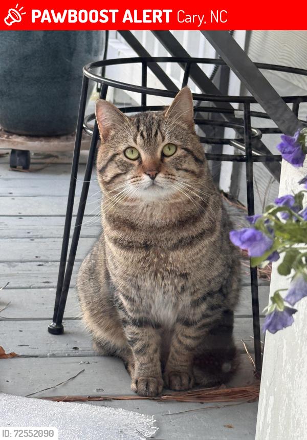 Lost Male Cat last seen Danbury subdivision a mile from Koka Booth Amphitheatre Booth Amphitheatre, Cary, NC 27518