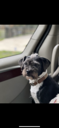Lost Male Dog last seen Near Ben Hogan cir, Orlando, FL 32808