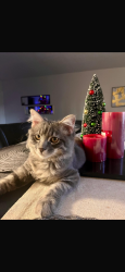 Lost Male Cat last seen Front pioneer park , Mesa, AZ 85203