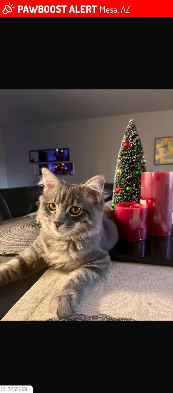 Lost Male Cat last seen Front pioneer park , Mesa, AZ 85203