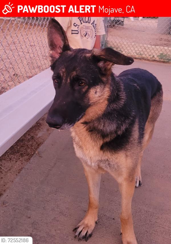 Lost Female Dog last seen Gregory Dv and holt, Mojave, CA 93501