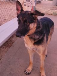 Lost Female Dog last seen Gregory Dv and holt, Mojave, CA 93501