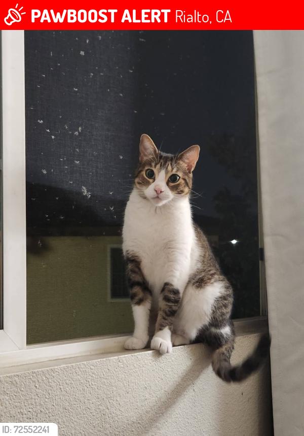Lost Female Cat last seen Lilac & 422 w cascade dr, Rialto, CA 92376