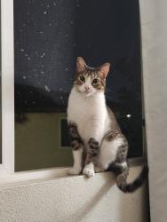 Lost Female Cat last seen Lilac & 422 w cascade dr, Rialto, CA 92376