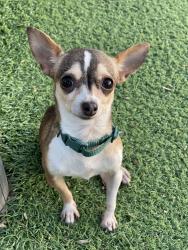 Lost Female Dog last seen Burton Rd/ Aspen Dr 75227, Dallas, TX 75227