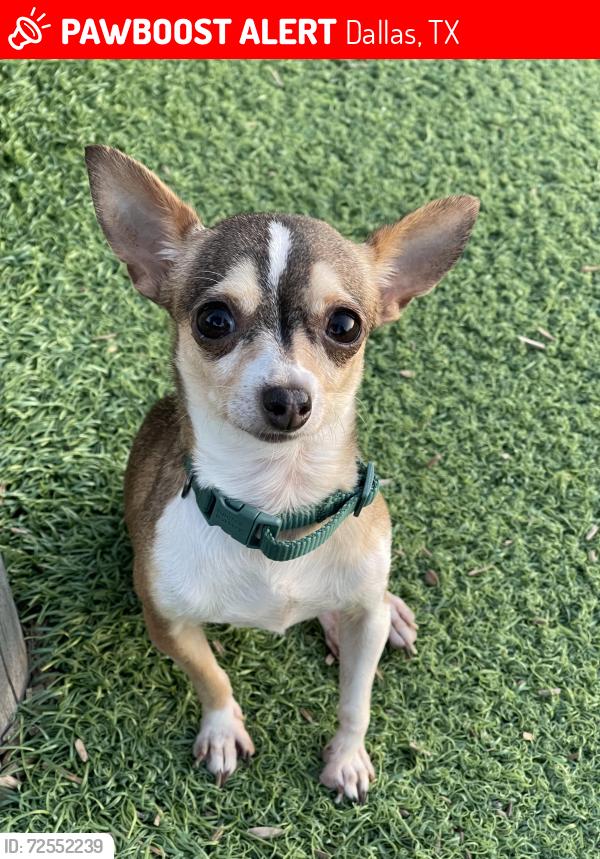 Lost Female Dog last seen Burton Rd/ Aspen Dr 75227, Dallas, TX 75227