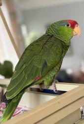 Lost Female Bird last seen Off hudson between walnut and Union st , Pasadena, CA 91109