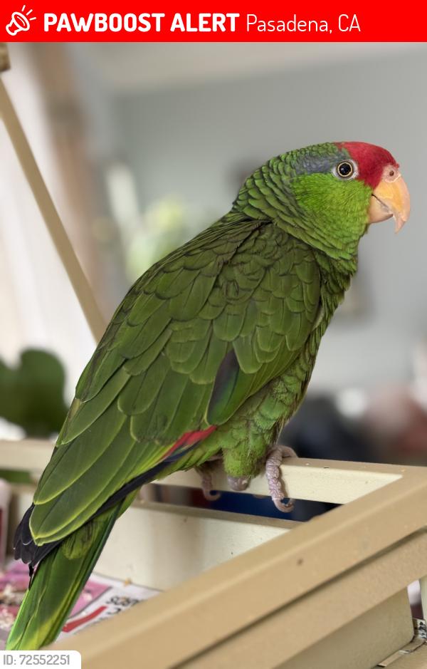Lost Female Bird last seen Off hudson between walnut and Union st , Pasadena, CA 91109