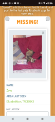 Lost Male Cat last seen By the redi mart in Siam , Elizabethton, TN 37643
