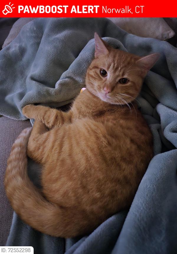 Lost Male Cat last seen Winfield Street, Triangle Street, Norwalk, CT 06855