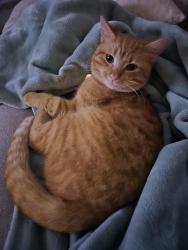 Lost Male Cat last seen Winfield Street, Triangle Street, Norwalk, CT 06855