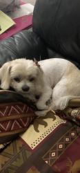 Lost Female Dog last seen 29th & 31st street. South Tucson , South Tucson, AZ 85713