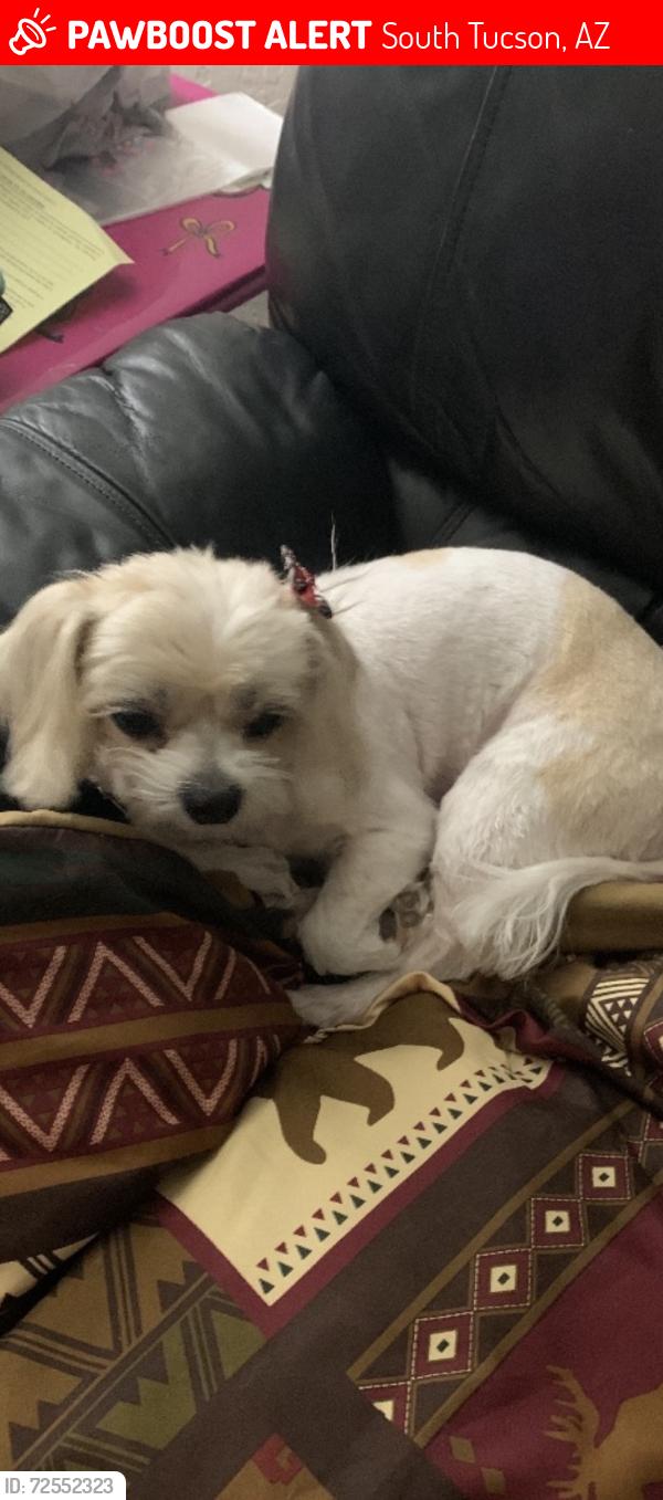 Lost Female Dog last seen 29th & 31st street. South Tucson , South Tucson, AZ 85713
