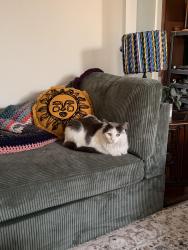 Lost Male Cat last seen Near Maryland Dr, Vista, CA 92083
