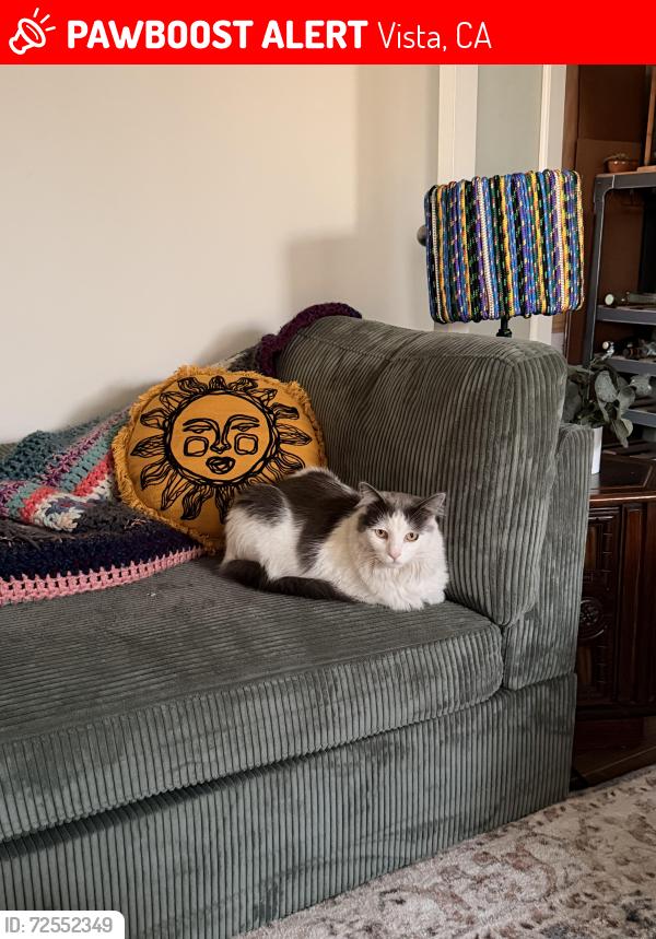 Lost Male Cat last seen Near Maryland Dr, Vista, CA 92083