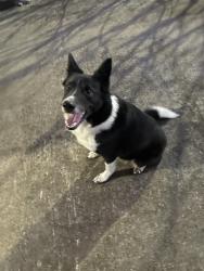 Found/Stray Female Dog last seen Alexander and Riggan, Olive Branch, MS 38654
