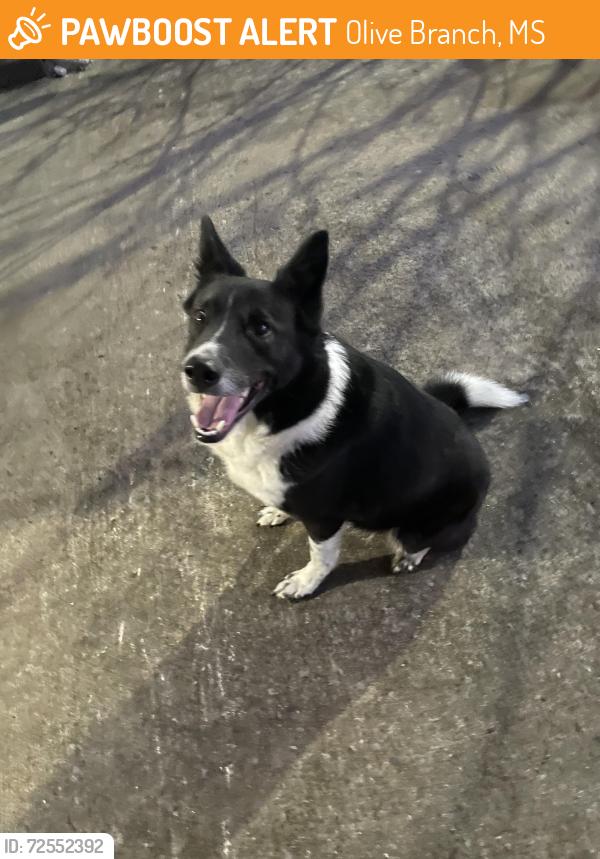 Found/Stray Female Dog last seen Alexander and Riggan, Olive Branch, MS 38654