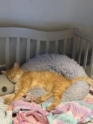 Lost Male Cat last seen Drew Valley Road, Atlanta, GA 30319